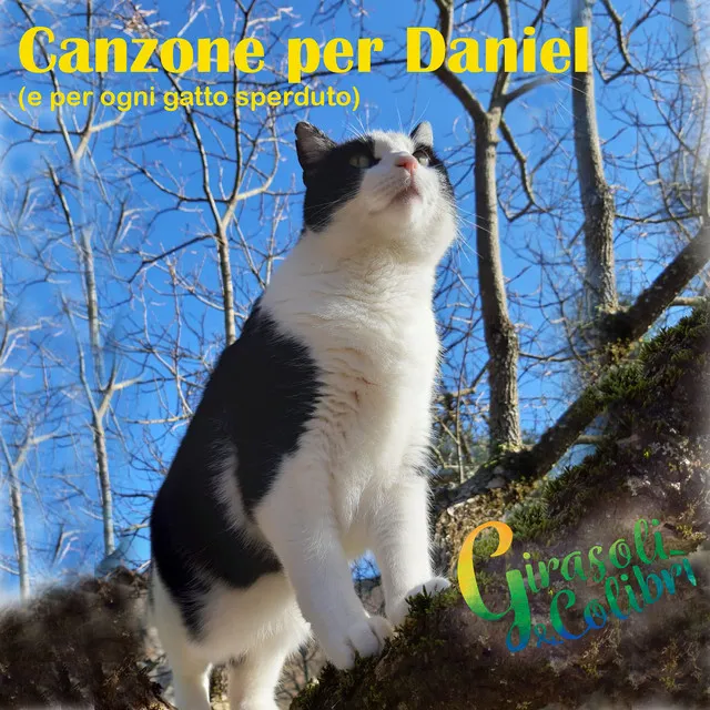 Canzone per Daniel e per ogni gatto sperduto