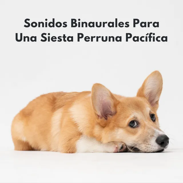 Perro radio 1