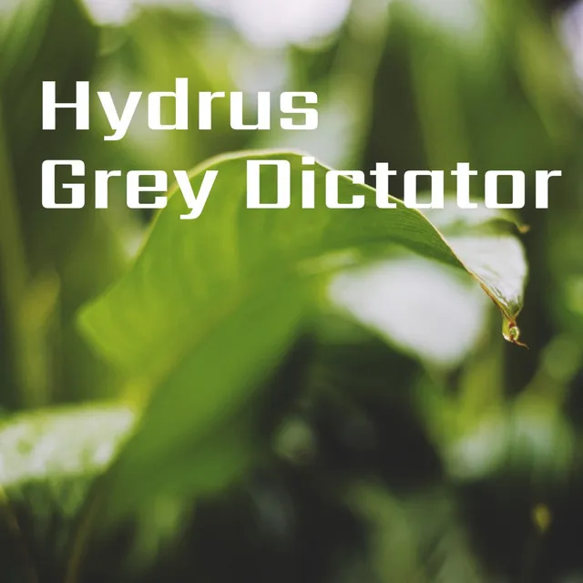 Grey Dictator