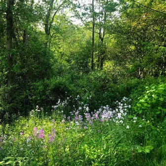 Beaver Brook Waltz by Isaiah Z Johnson