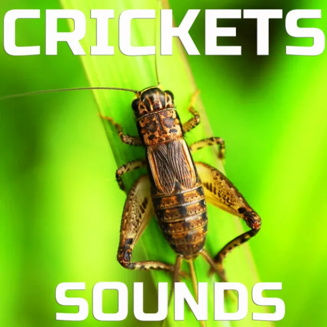 Crickets Nature Sounds