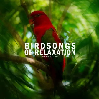 Birdsongs of Relaxation by Bird Song Lullabies