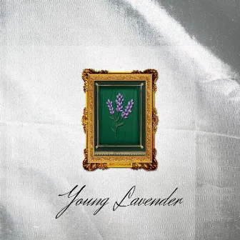 Young Lavender by jeriah