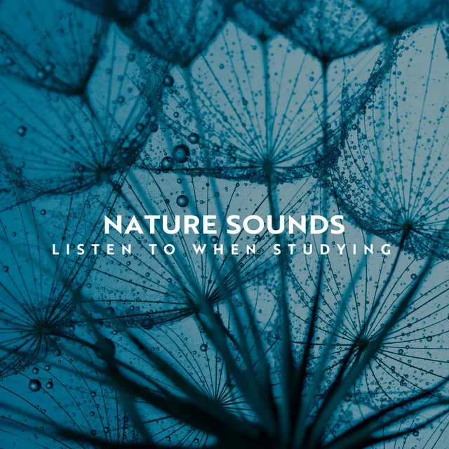 Nature Sounds: Listen to When Studying