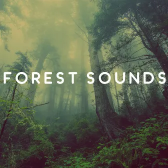 Forest Sounds – Calming Music for Relaxation, Birds Singing, Soothing Guitar, Peaceful Mind by Rainforest