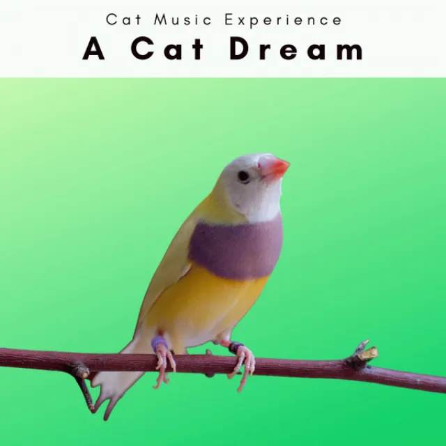 Bird Noises for Cats Relax