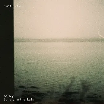 Swallows by bailey