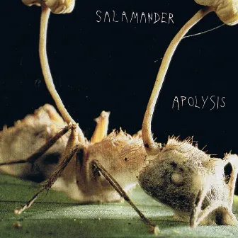 Apolysis by Salamander