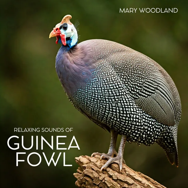 Relaxing Sounds of Guinea Fowl