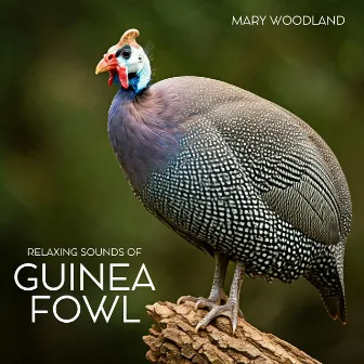 Relaxing Sounds of Guinea Fowl by Mary Woodland