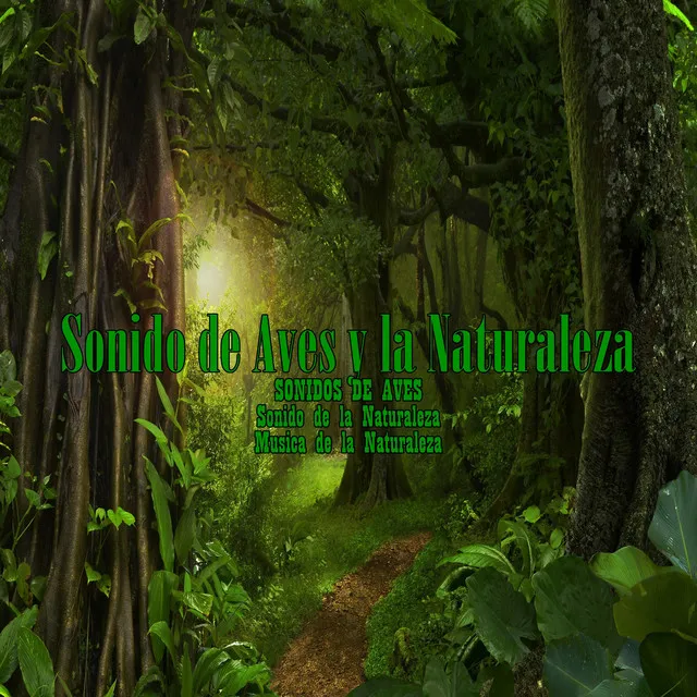 Sonido de Aves y la Naturaleza 15