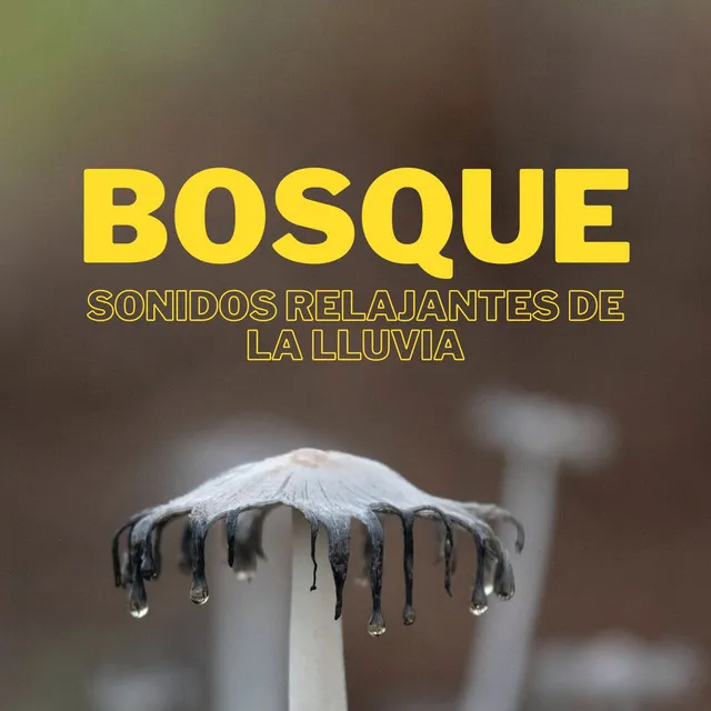 Bosque: Sonidos Relajantes De La Lluvia