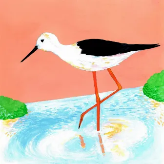 Black-winged Stilt by Woody Goss