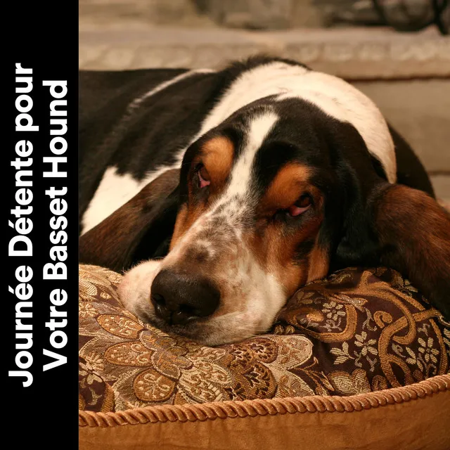 Journée Détente pour Votre Basset Hound