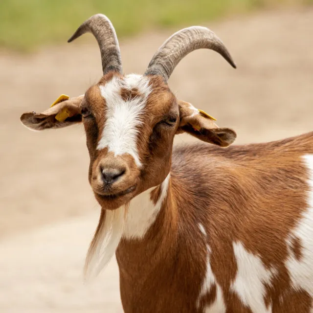 Goat Yoga