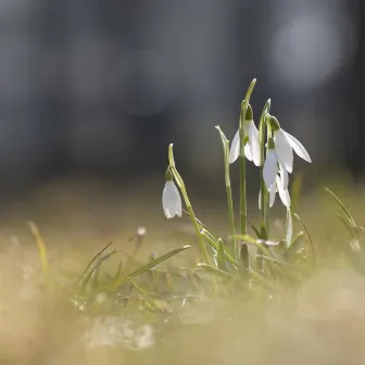 Spring by Valentin Dalkowski