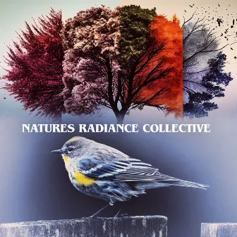 Natures Radiance Collective by Nature Radiance