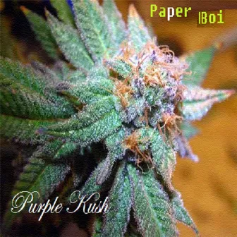 Purple Ku$h by Paper Boi