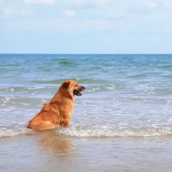 Oceanside Dog Harmony: Ambient Sound by the Waves by Wrap Yourself Up