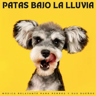 Patas Bajo La Lluvia: Música Relajante Para Perros Y Sus Dueños by Musica Para Perros Paz