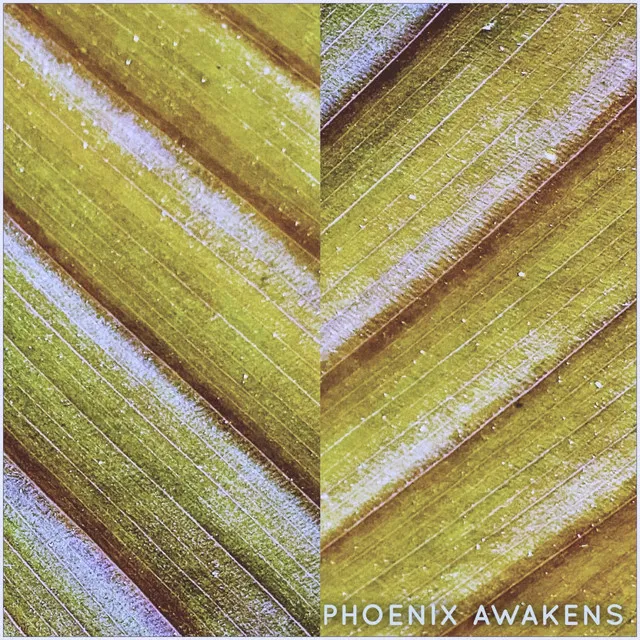 Phoenix Awakens