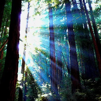 Redwoods & Hope by I Am Human