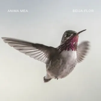 Beija-Flor by Anima Mea