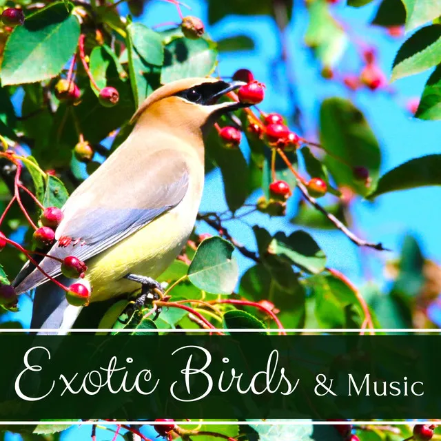 Exotic Birds & Music - Spa Collective