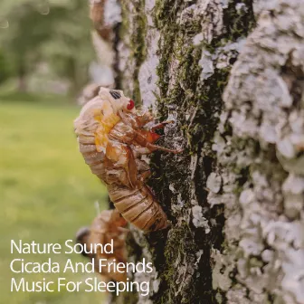 Nature Sound Cicada And Friends Music For Sleeping by Study Music Collective