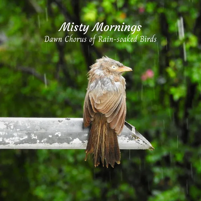 Misty Mornings: Dawn Chorus of Rain-soaked Birds