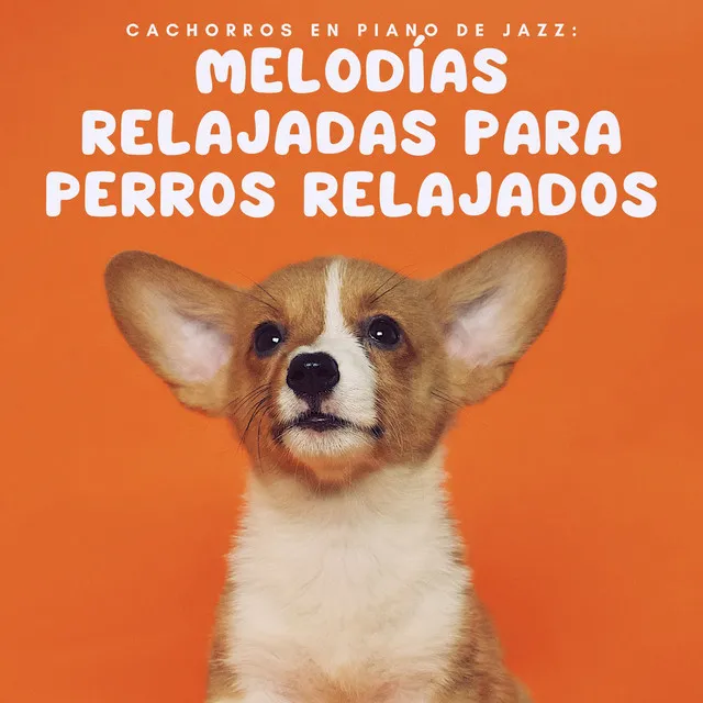 Ritmos Relajantes Para Perros