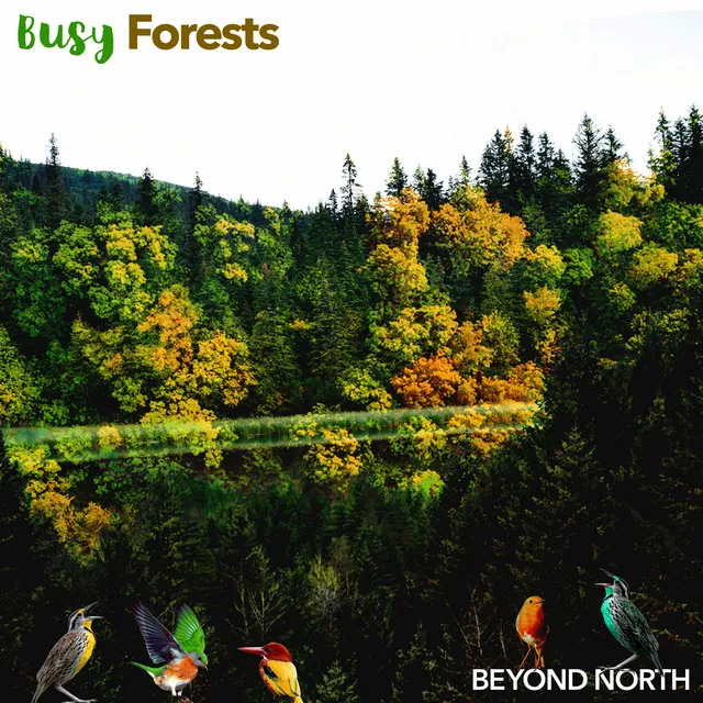 Busy Forests