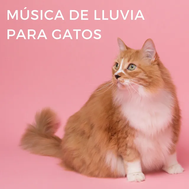 Sonido De Lluvia Perfecto Para Gatos