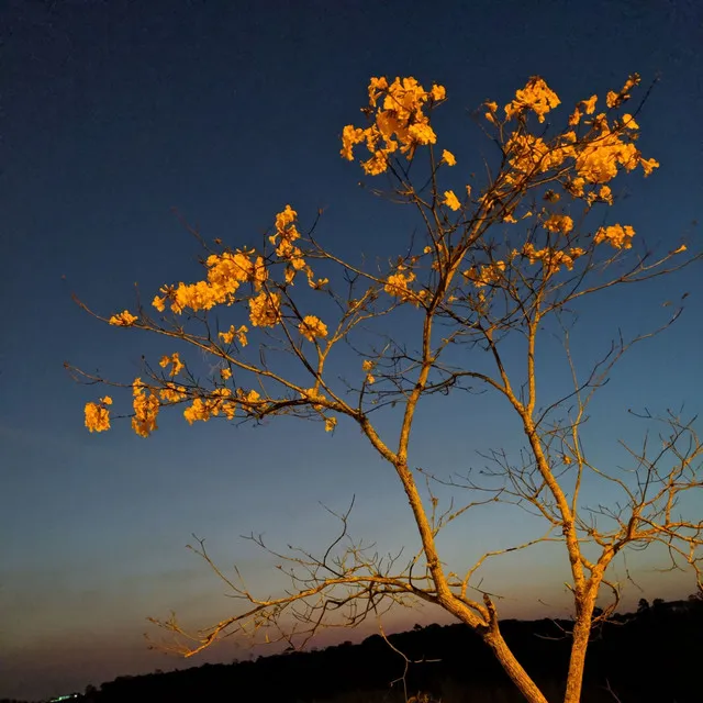 Guitarra Tranquila y Profundo en el Corazón (En la Naturaleza Tropical)