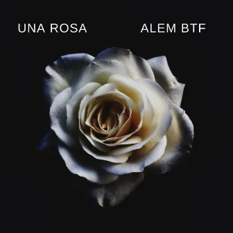 Una Rosa by Alem BTF