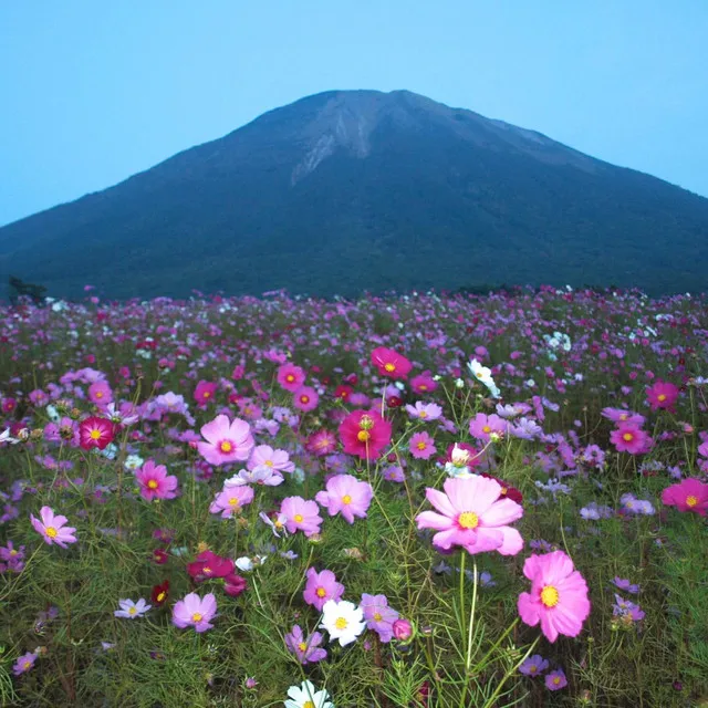 The flower garden