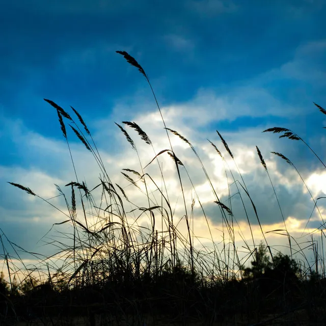 Whispering Breeze