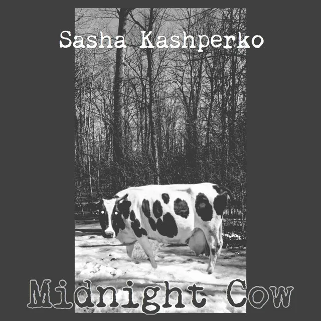 Midnight Cow