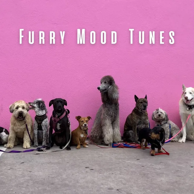 Lofi Melodies for Furry Companions