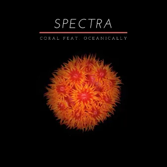 Coral by Spectra