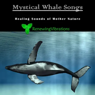 Mystical Whale Songs. Healing Sounds of Mother Nature. Great for Relaxation, Meditation, Sound Therapy and Sleep. by Renewing Vibrations