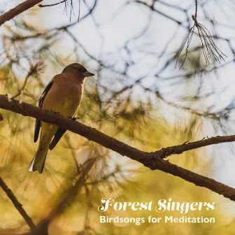 Forest Singers: Birdsongs for Meditation by Singing Birds Zone