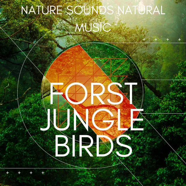 Forest Birds Chirping Soothing