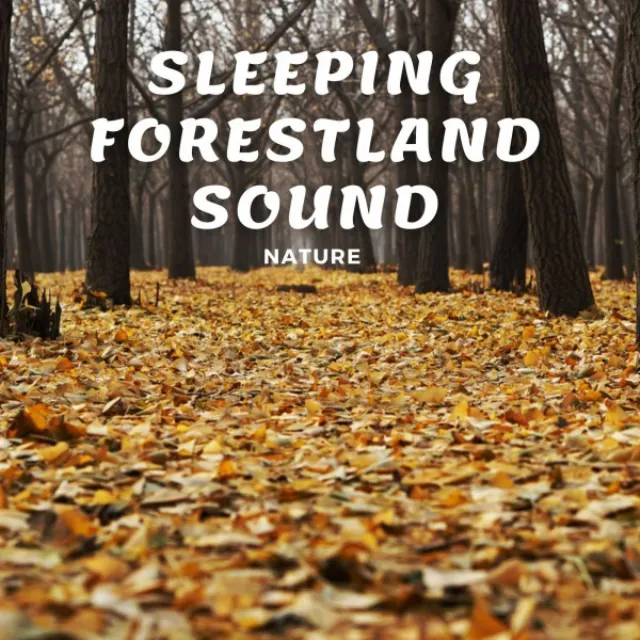 Nature: Sleeping Forestland Sound