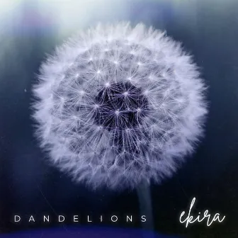 Dandelions by ekira