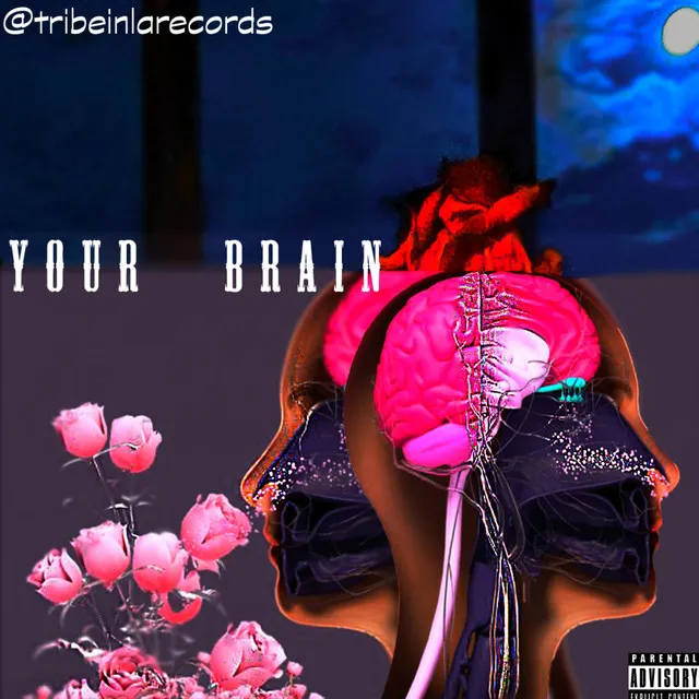 Your Brain