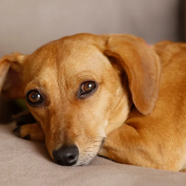 Ambient Doggy Relaxation