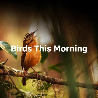 Birds This Morning by Birds In The Morning