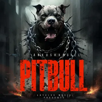 Pitbull by Ankush