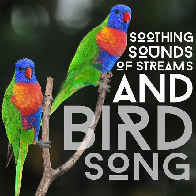 Soothing Sounds of Streams and Bird Song